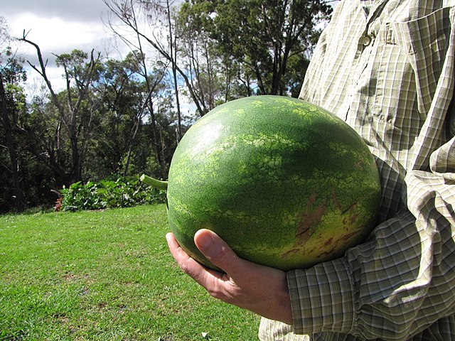 practice_14 Object Detection Dataset by Watermelon