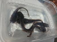 fish-fingerling project thumbnail