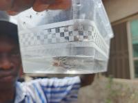 Fingerling sorting and counting project thumbnail
