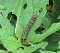 Pest Identification project thumbnail