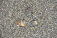 seashell-datasets project thumbnail