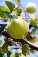 apple sellection project thumbnail
