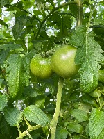 TomatoSeg project thumbnail