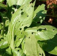 Bok Choy: Diseased project thumbnail