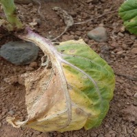 bok choy disease project thumbnail