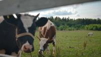 Find cows project thumbnail