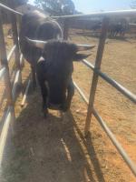 cattle-reid project thumbnail