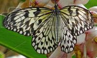 Butterfly Dataset project thumbnail