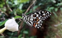 Papilio-Demoleus project thumbnail