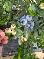 BlueberryPiura project thumbnail