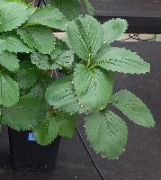 strawberry project thumbnail