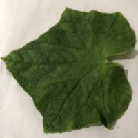 melon_leaf project thumbnail