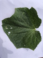 Fresh_Leaf project thumbnail