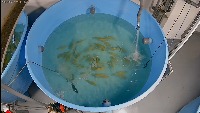 count Fish project thumbnail