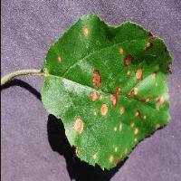 Leaf pathogen infestation project thumbnail