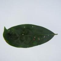 Leaf other nutrient deficiency project thumbnail