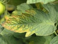 Leaf potassium deficiency project thumbnail