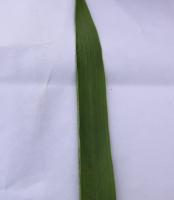 wheat dataset project thumbnail