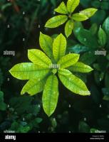 Leaf nitrogen deficiency project thumbnail