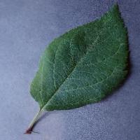 Leaf healthy project thumbnail