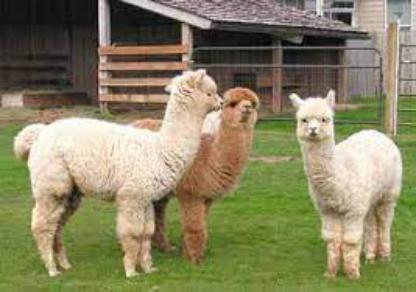 sheep open dataset Object Detection Dataset by somethings