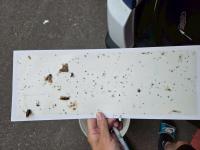 pest on sticky trap project thumbnail