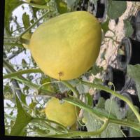 Melon Disease project thumbnail
