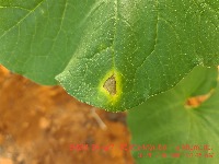 Leaf Detection project thumbnail