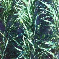 RadishWheat 30DEG project thumbnail