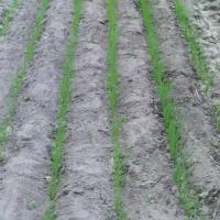 RadishWheat - 60DEG project thumbnail