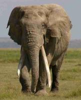 ELEPHANT DETECTION project thumbnail
