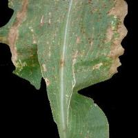 plant disease detection Project project thumbnail