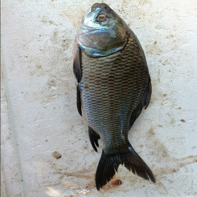 Fish_detection Object Detection Dataset and Pre-Trained Model by AutoFis