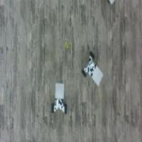 cows and wolfs project thumbnail