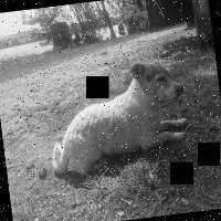Dog Detection project thumbnail