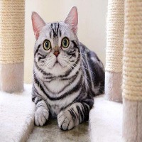 Backyard Animal Detection  project thumbnail