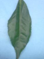 tea-leaf-disease project thumbnail