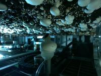 Mushromo Detection project thumbnail