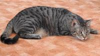 cat color project thumbnail