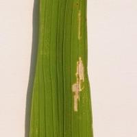 Bacterial leaf blight project thumbnail