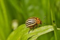 Pest Detector project thumbnail