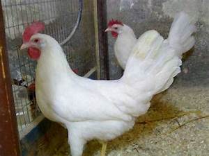 Animals Lite Classification Dataset And Pre Trained Model By Cped