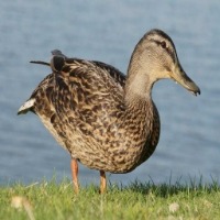 chicken-duck project thumbnail