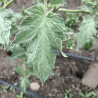 DatasetLeaf project thumbnail