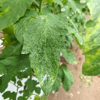 DatasetLeaf CL 2pruebaRESNET project thumbnail