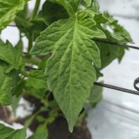 DatasetLeaf IS project thumbnail