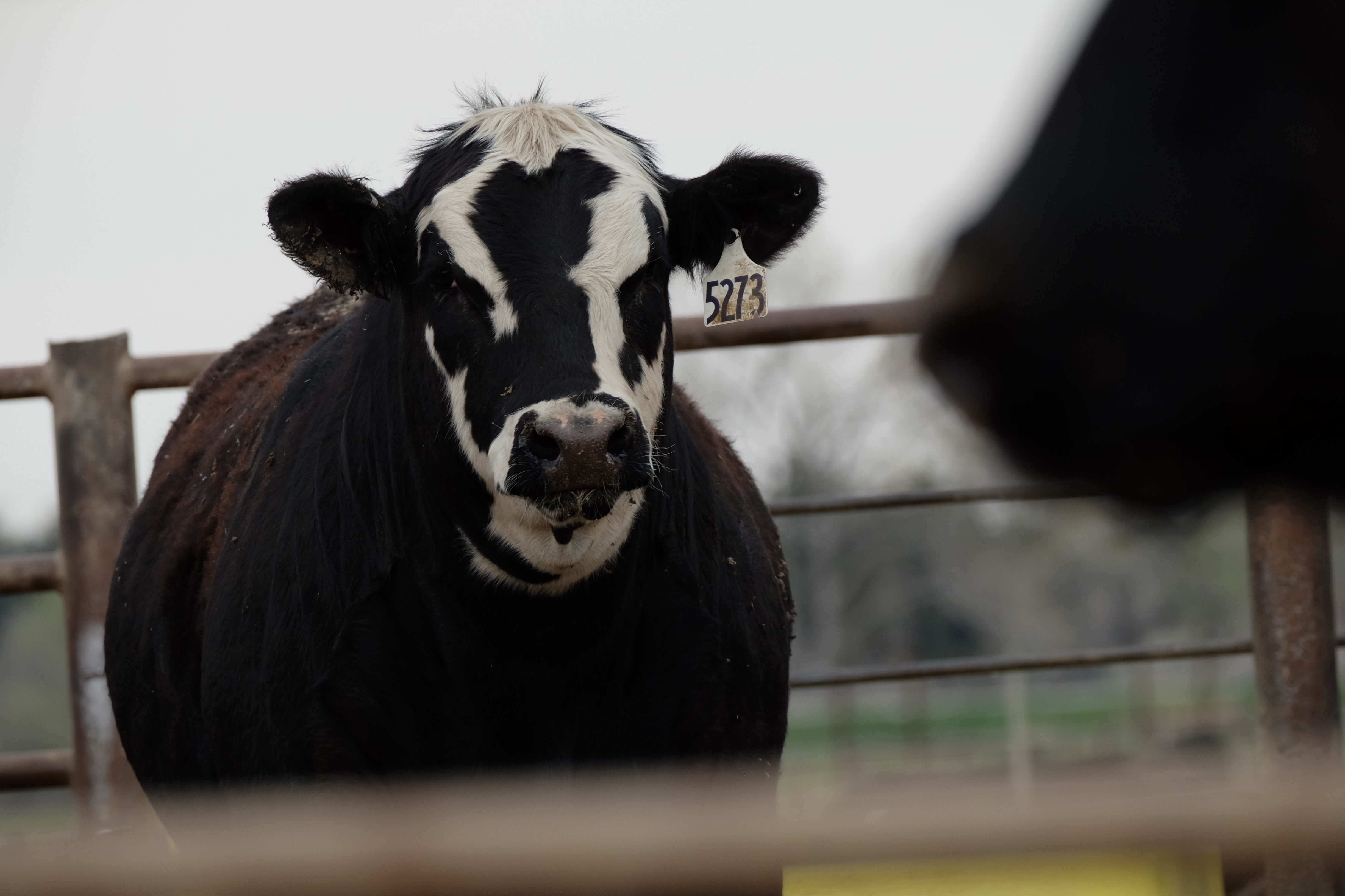 My First Project Object Detection Dataset by Beef Cattle Face Detection