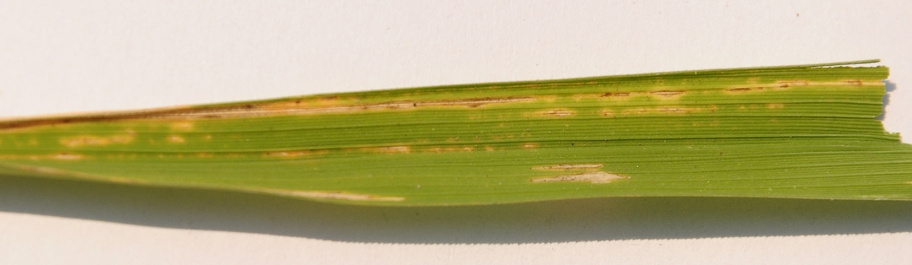 Helthy Rice Leaf rice_leaf_diseases Classification Model by Jolion15