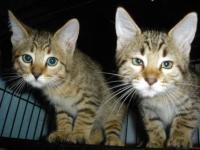New Test Cat project thumbnail