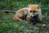 animaliak project thumbnail